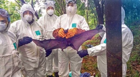 Nipah virus