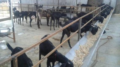 Job Alert: Uttarakhand Youth, Earn Money Through Goat Rearing – Apply Now!