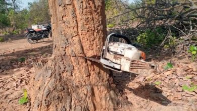 hasdeo forest chhattisgarh