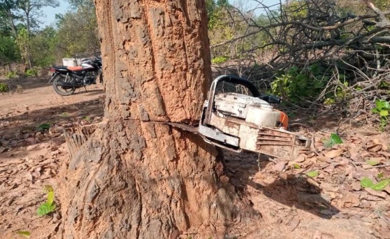 hasdeo forest chhattisgarh